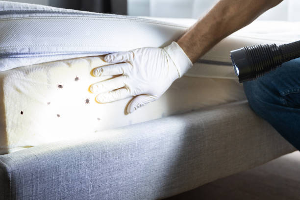 Best Ant Control Services  in Glenville, CT