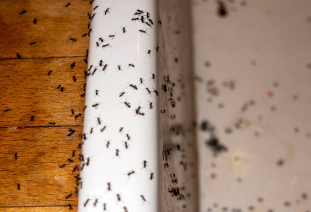 Best Termite Control Services  in Glenville, CT
