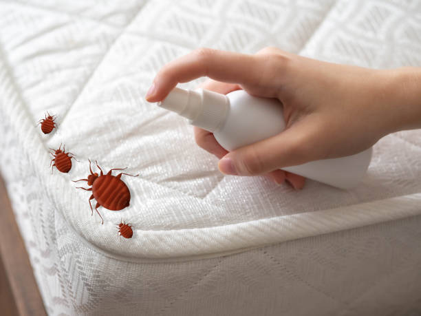 Best Spider Control Near Me  in Glenville, CT