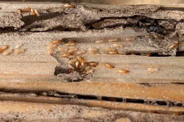 Best Bed Bug Extermination  in Glenville, CT