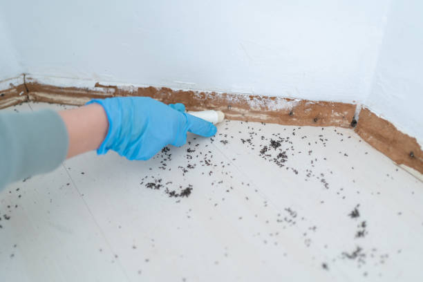 Reliable Glenville, CT Pest Control Solutions